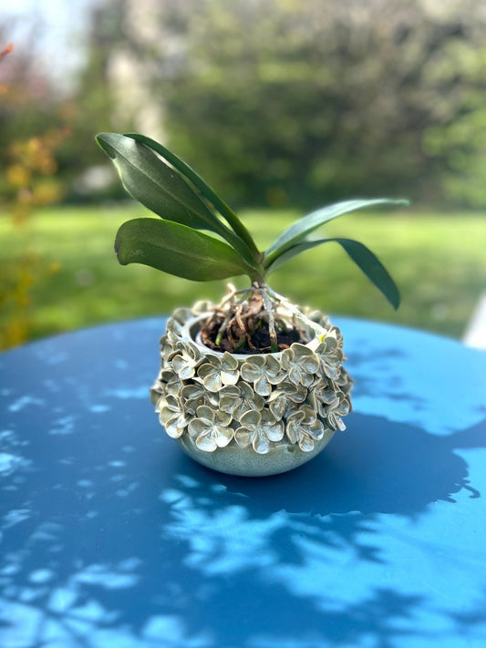 HORTENSE - Cache - pot - B&Inside