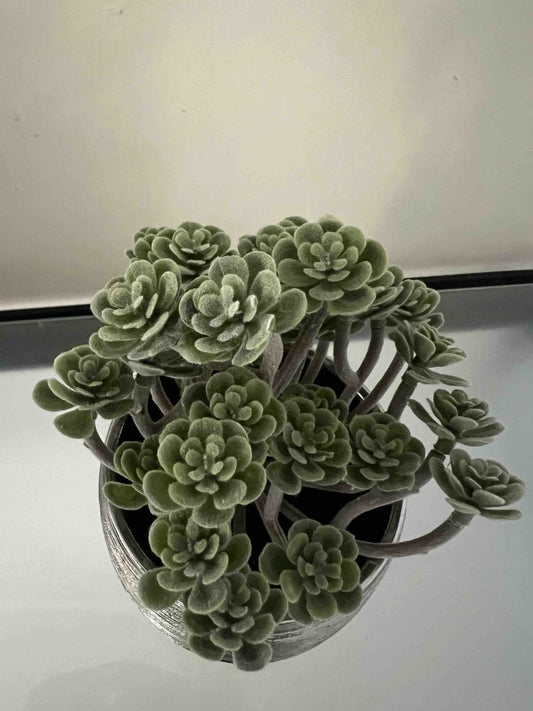 Plante grasse artificielle pot argent brossé sans entretien - IMMORTAL FLOWER - B&Inside