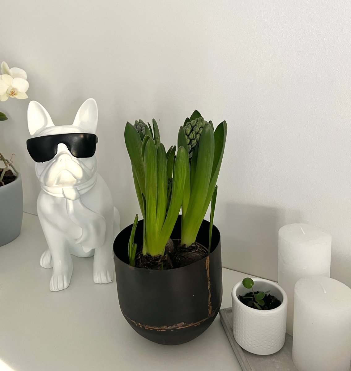 Statuette bulldog blanc à lunettes noires CLASSY - B&Inside